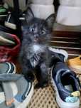 Отдам котенка девочка, 2 месяца.