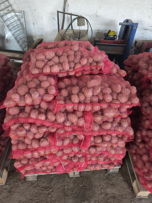 Cartofi consum alb / Rosu la 10 kg cusut egalizat