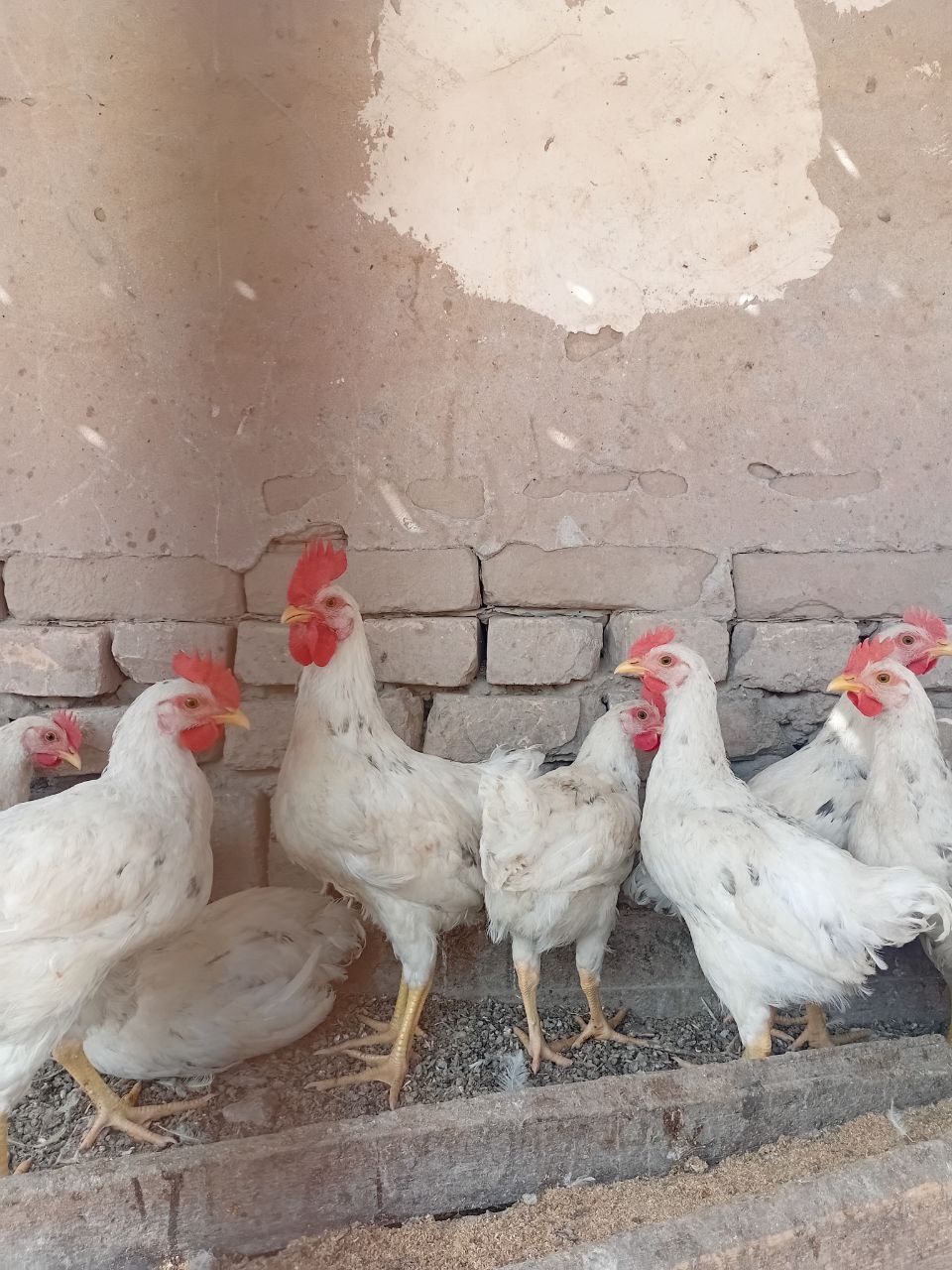 Xo'roz 4 oylik   tirik vazni 1 kg Dan kelyapti
