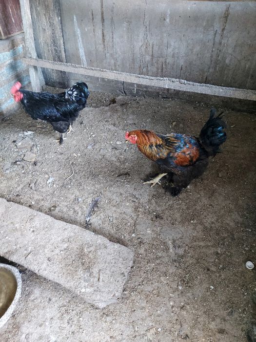 Продам петухов Бентамка , Брама, Павловские серебро