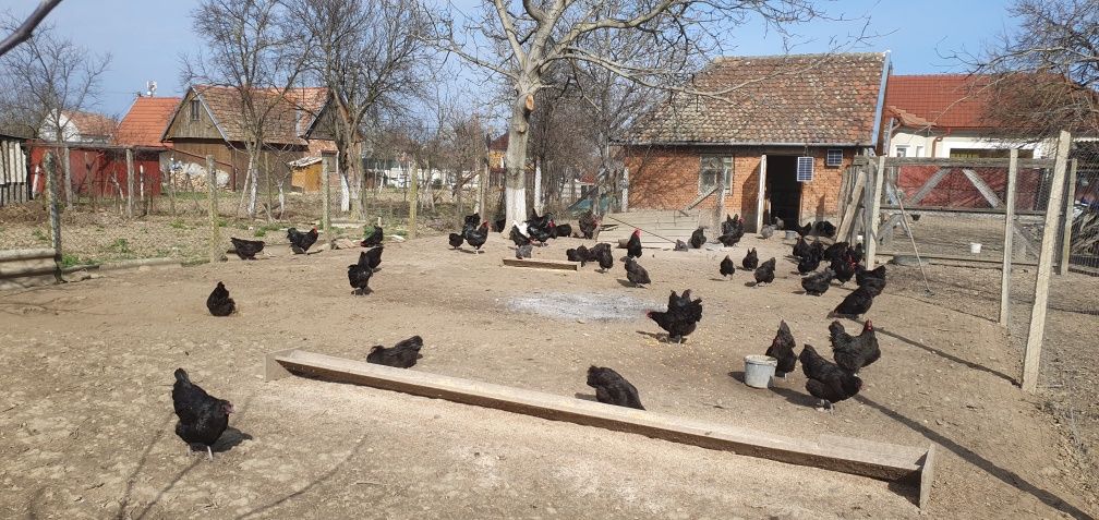 Ouă Australorp ,pentru incubat..