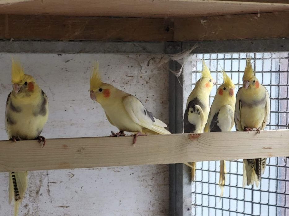 Papagali nimfe pui si adulti nimfa