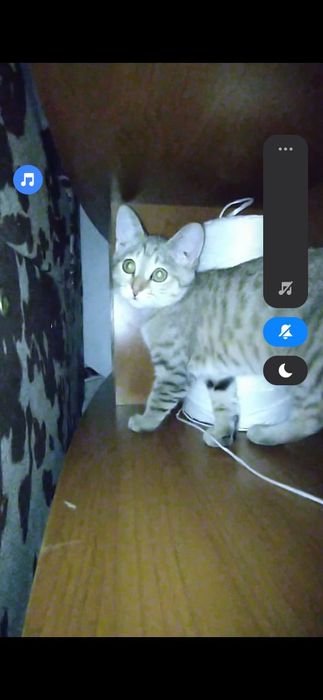 Котенок 4,5 месечный ым