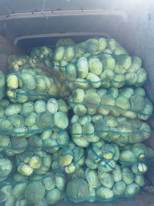 Varza de toamna pentru murat