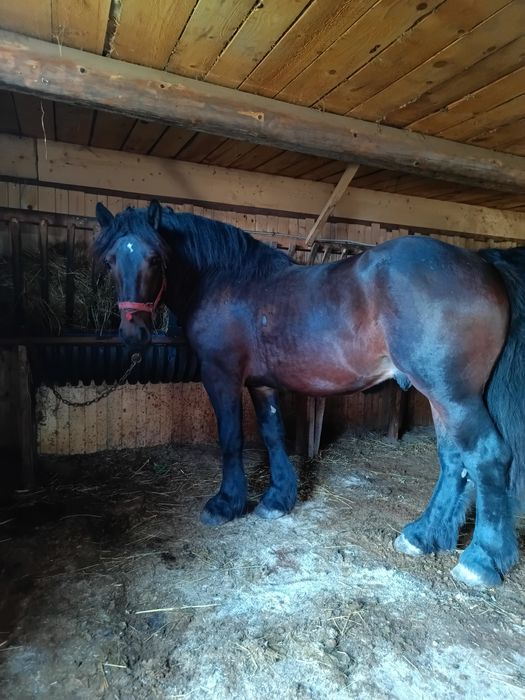 Armăsar de vânzare