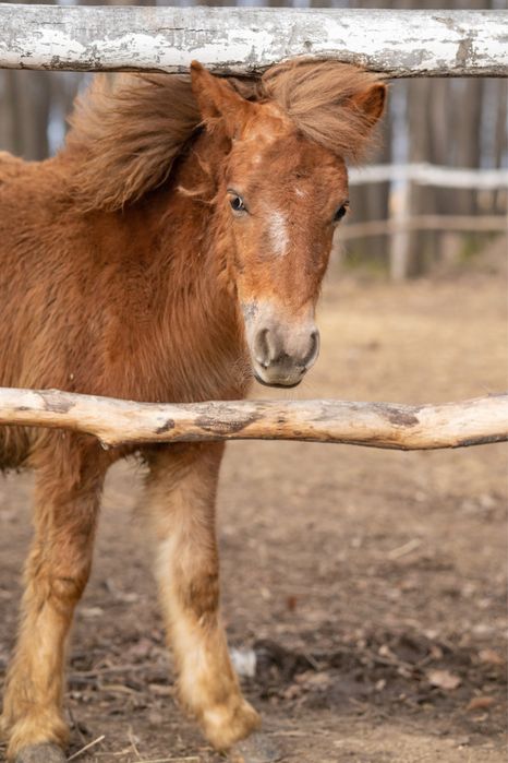 Vand ponei de talie mijlocie