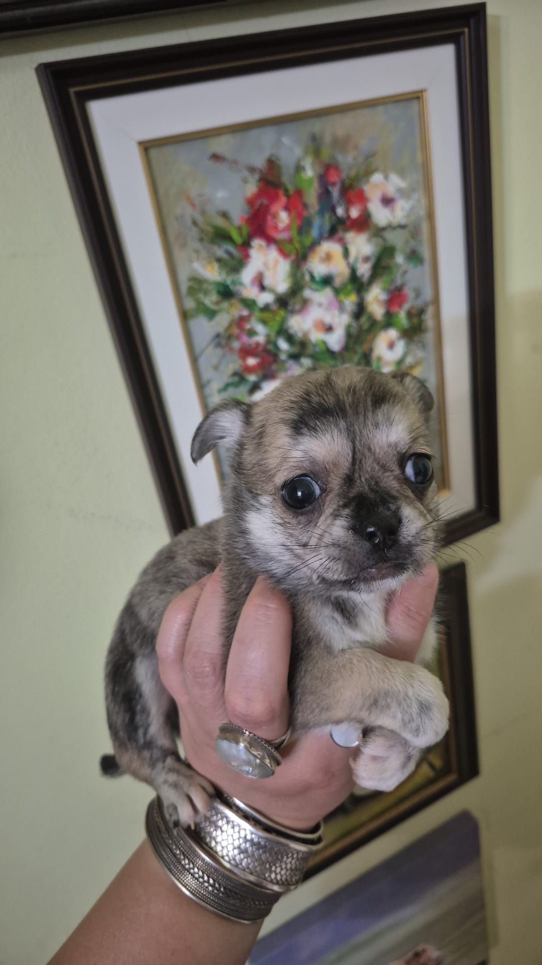 Chihuahua par scurt baietel