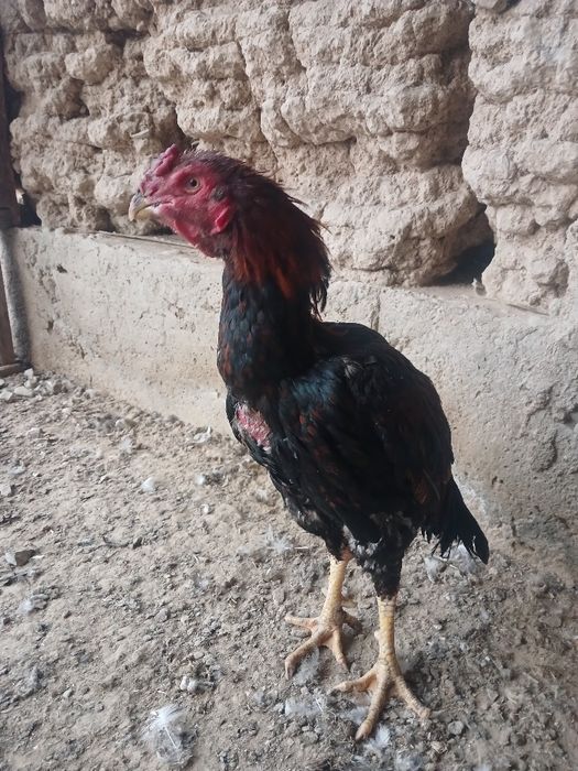 Қарабастау қайып ата 82 уй