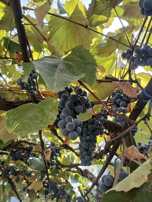 Vita de vie Anul 1 2 3