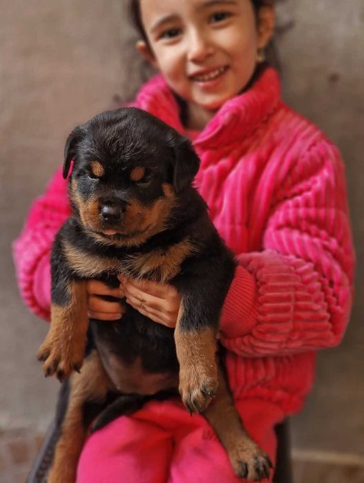 Ротвайлери с родословие