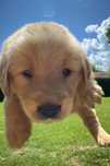 Pui golden retriver