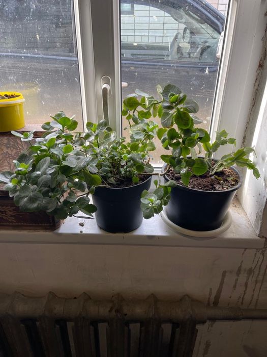 Комнатные цветы, отдам бесплатно