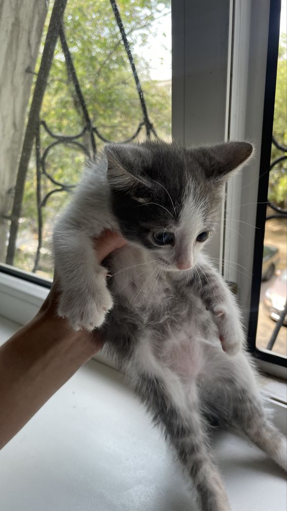 Продам котенка као-мани