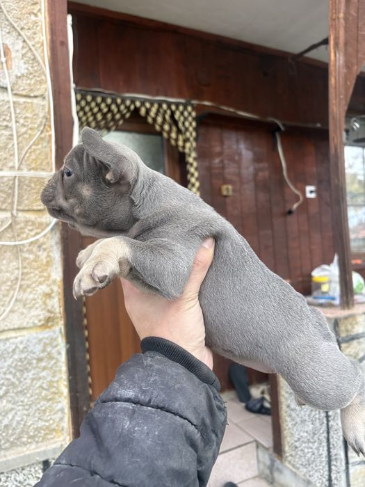 Френски Булдоци сини и блу тен