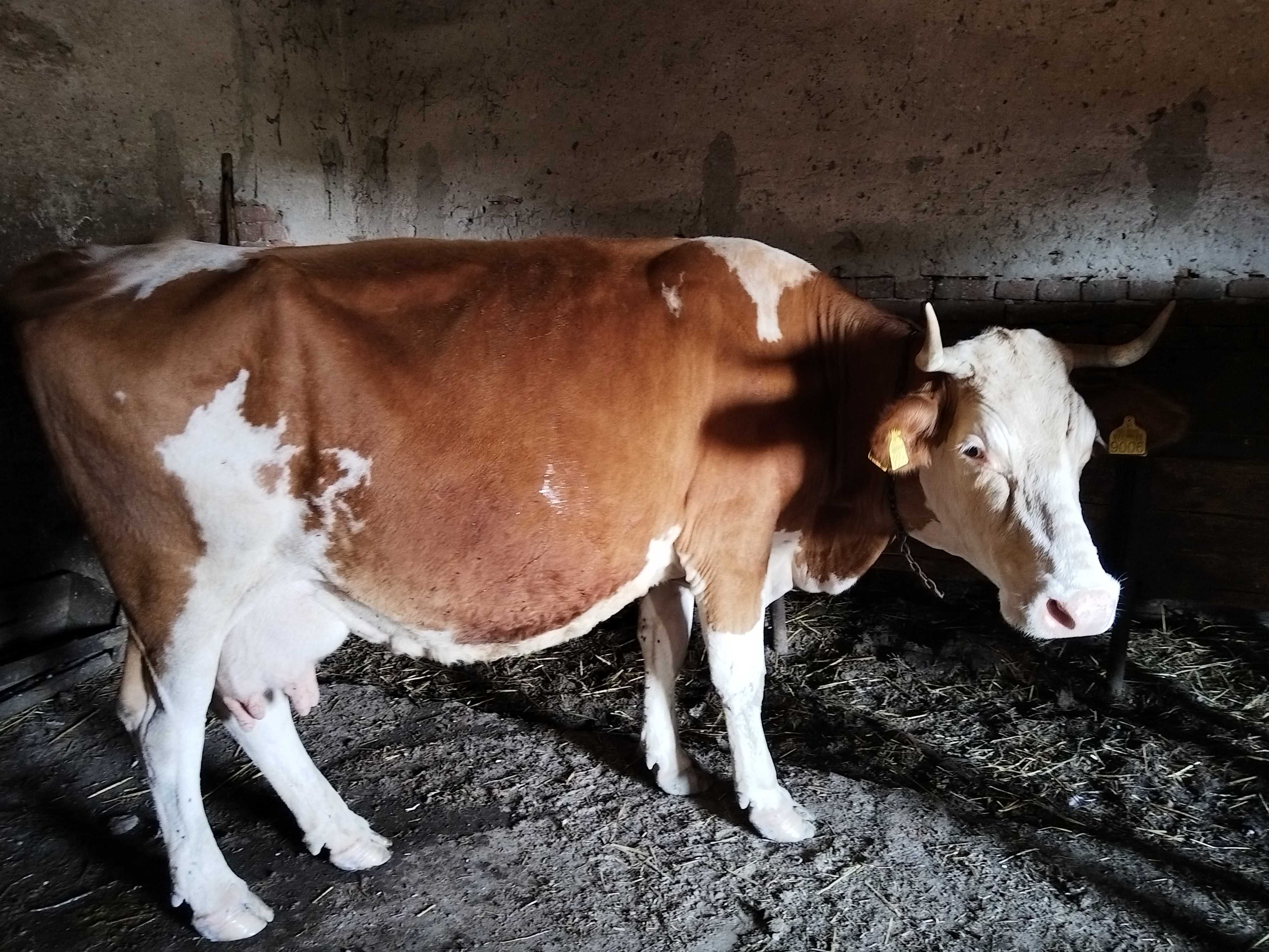 Vaca de vânzare, jud. C-S