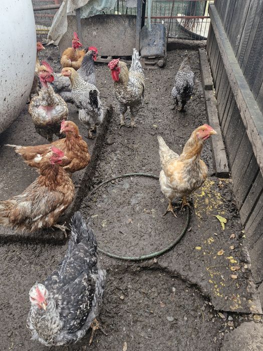 Vand pasari de tară tăiate sau vi