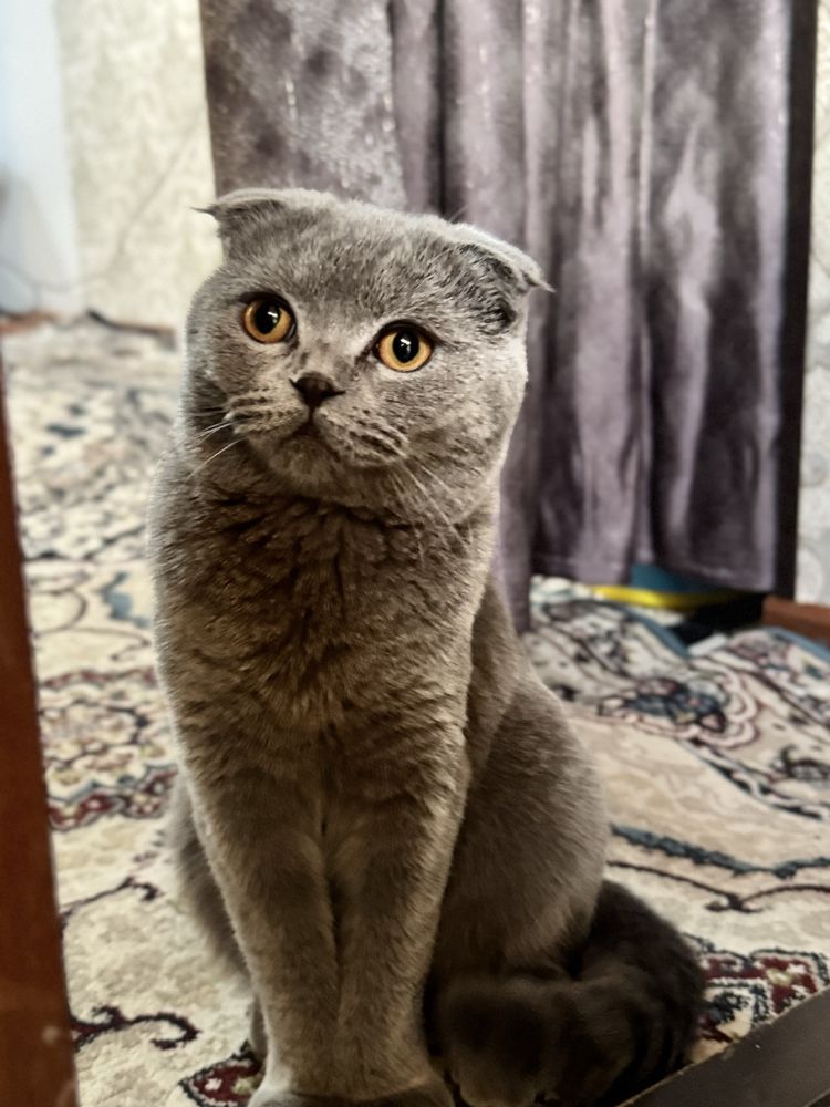 Мушик сотилади зодли