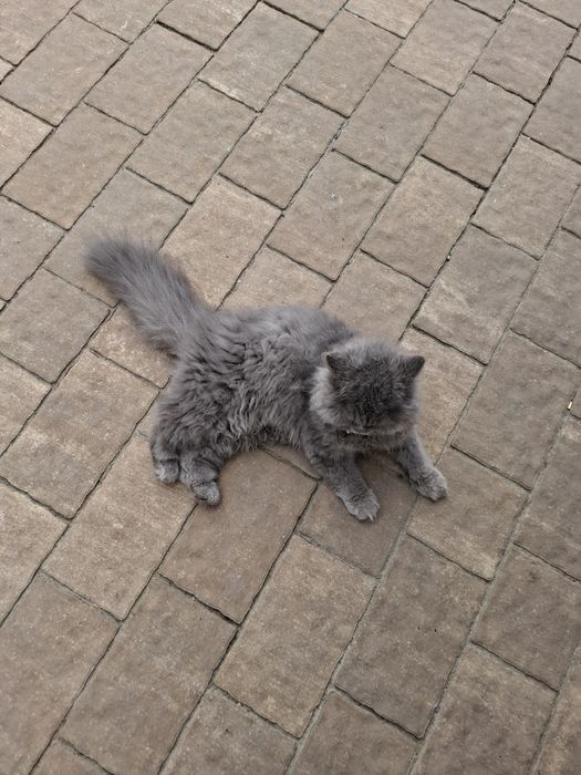 British longhair 5 luni