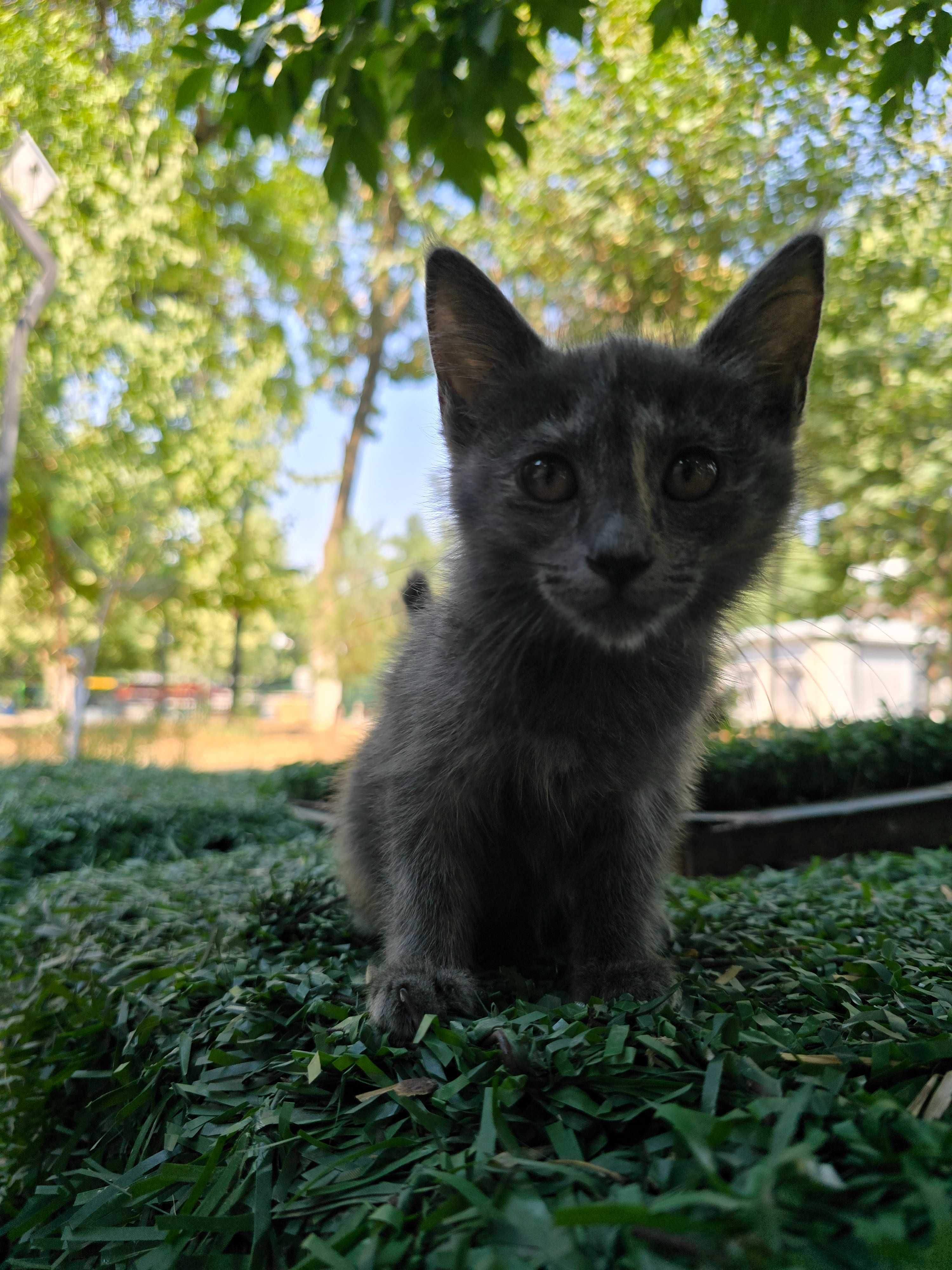 Котята, девочки, 1-3 месяца