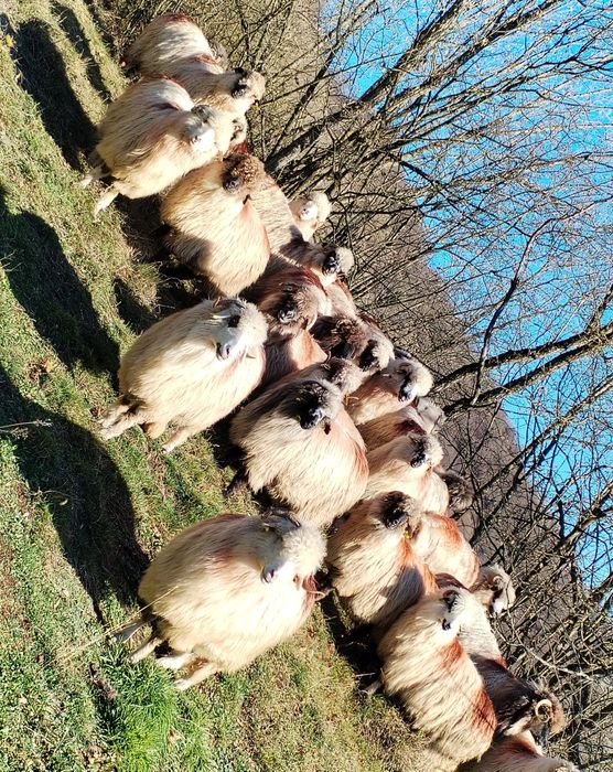 Oi de vânzare pe ales