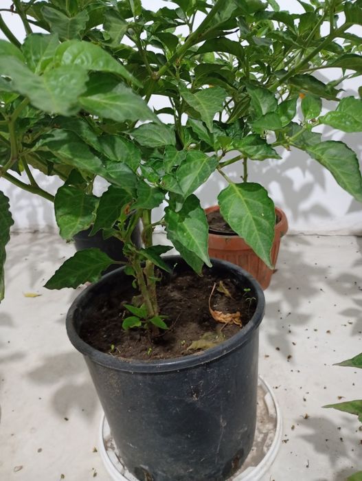 Vând copaci de Habanero cu rod, ardei foarte iutee iute,