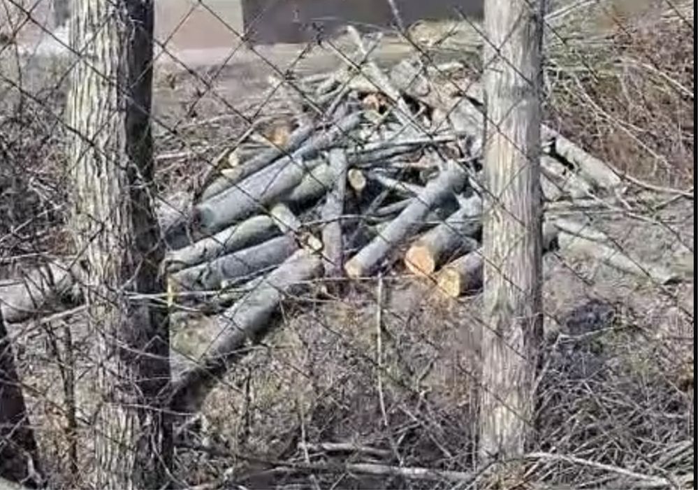 Тегін отын