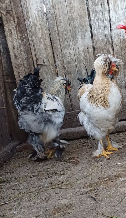 Cocosi motati incaltati barbosi cocos