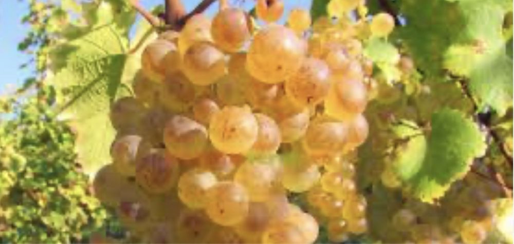 Struguri de vin livrma in toata tara 2025
