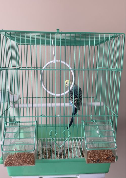 Волнисный попугай с седкой