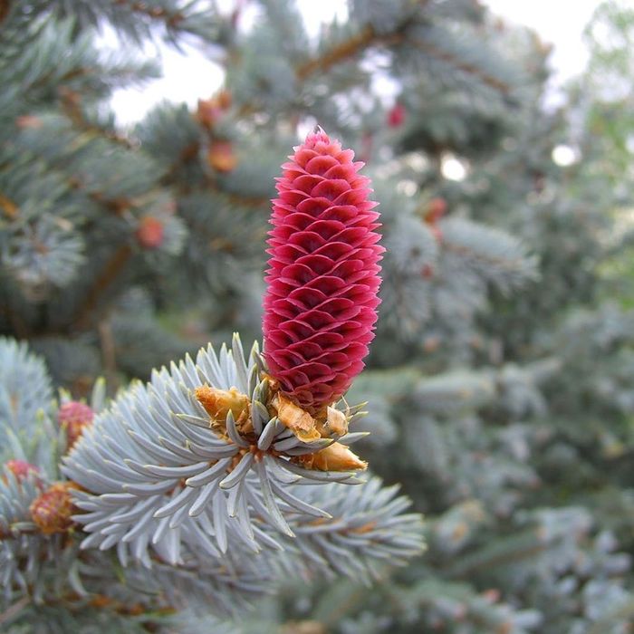 Picea Pungens 'Hoopsii' 20-30 cm – Brad Argintiu Hoopsii de Grădină
