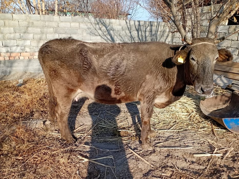 Бағылған сиыр сатылады