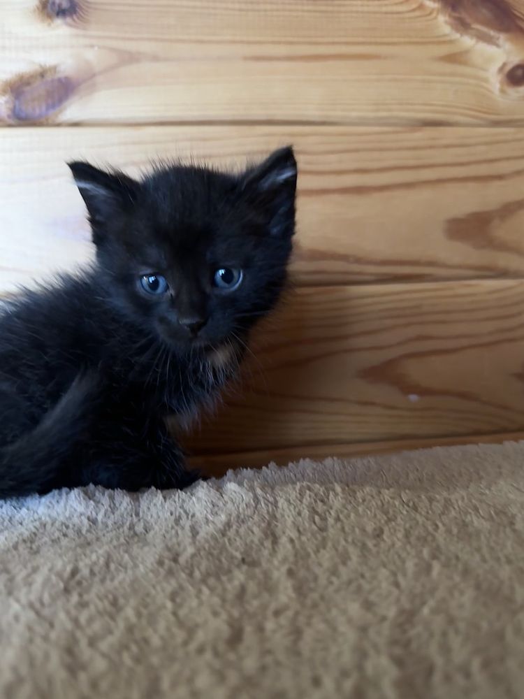 Котята, отдам котят