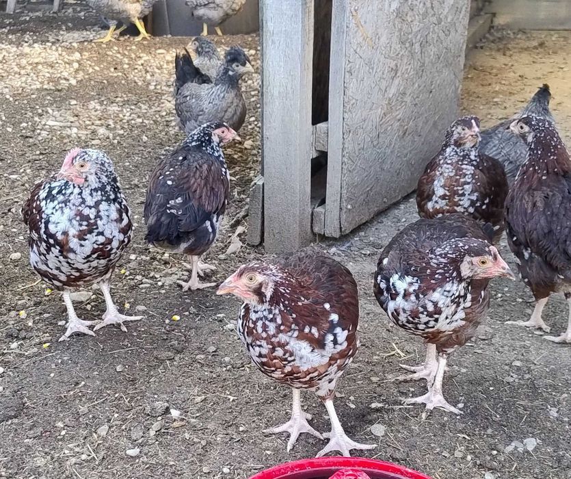 sau schimb cocosei din rasa de gaini Sussex Portelan