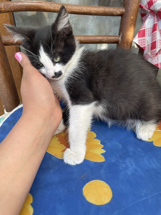 Мъжко коте на 2 месеца