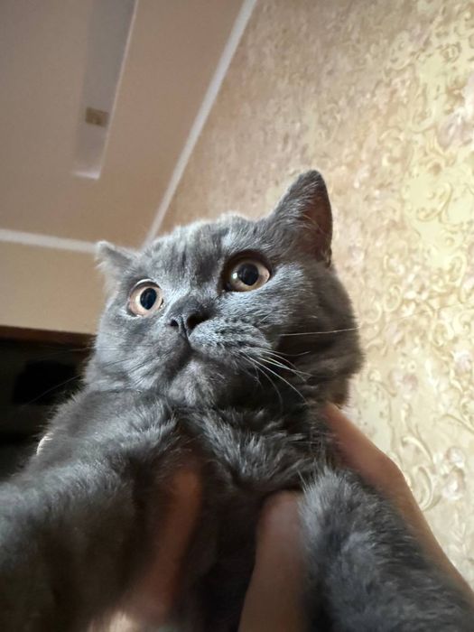 Кошка годовалая с мягкой шерсткой