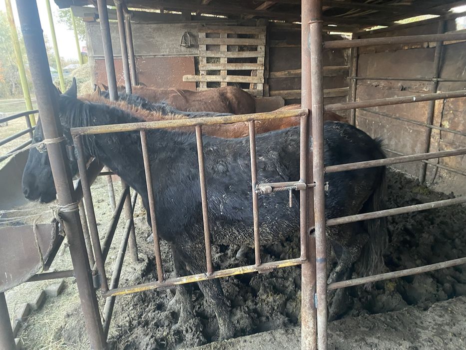 Полтарашкалар сатылады