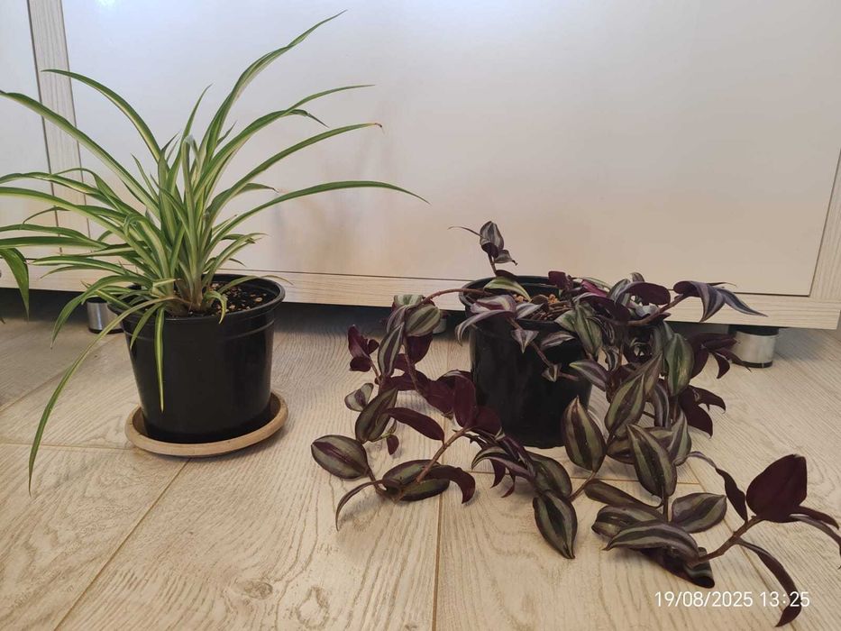 Продам комнатные цветы