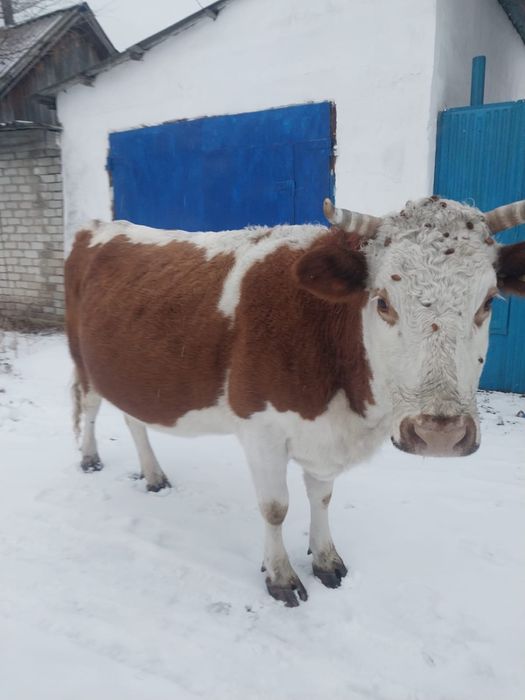 Продается корова 4 отёл