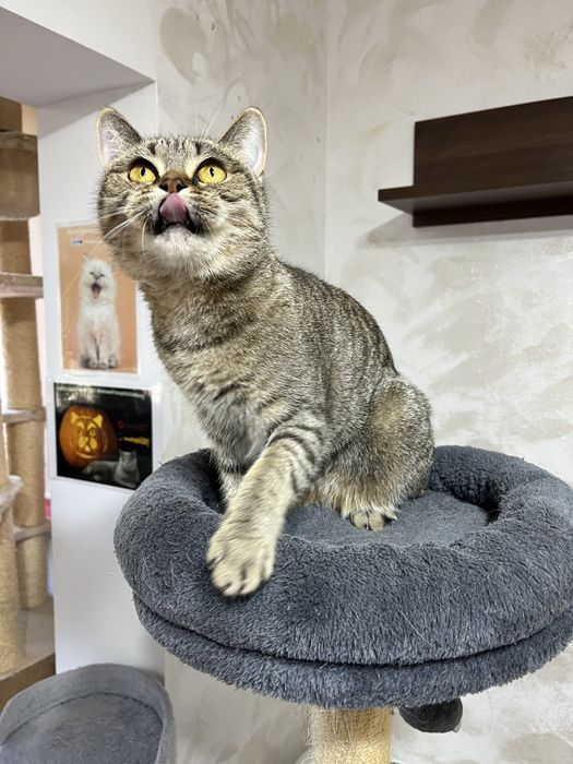 British shorthair sterilizata cu pedigree