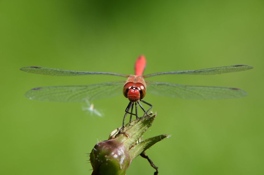 Nikon AF-S 18-200mm f/3.5-5.6G ED VR обектив Никон