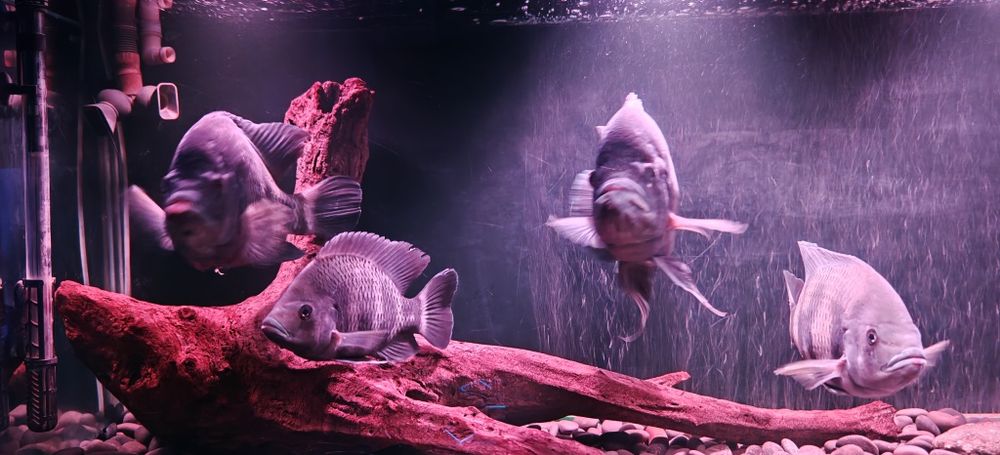 Риба Тилапия Бутикофери