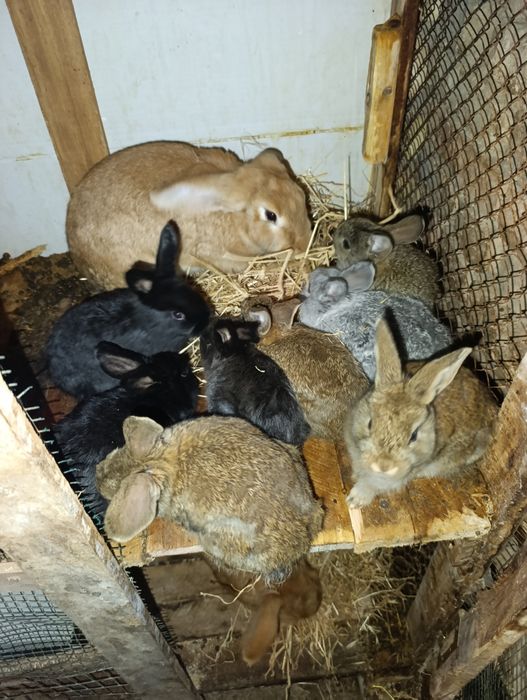 Quyon bolachala 40 kunli