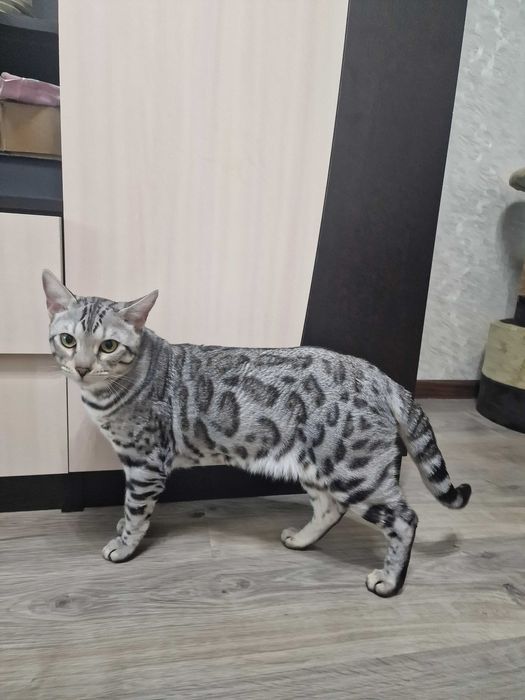 Вязка бенгальский кот