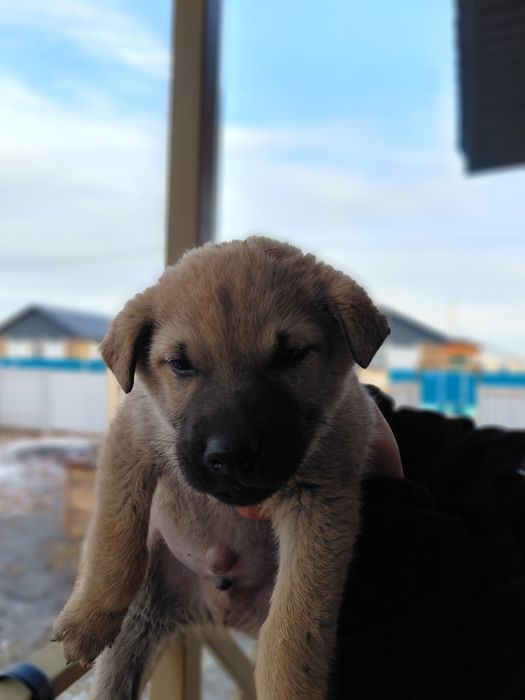 Отдам щенков месячные