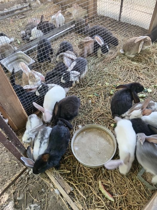 Продам крольчат порода домашние