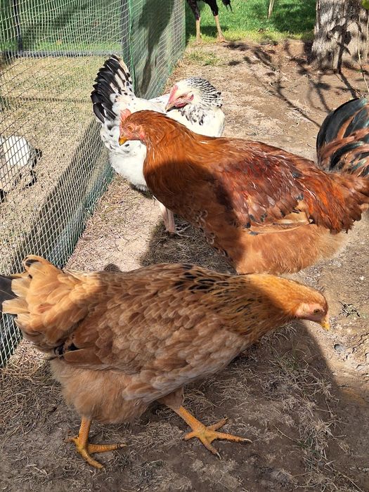 Жужахуроз ва товуклар сотилади