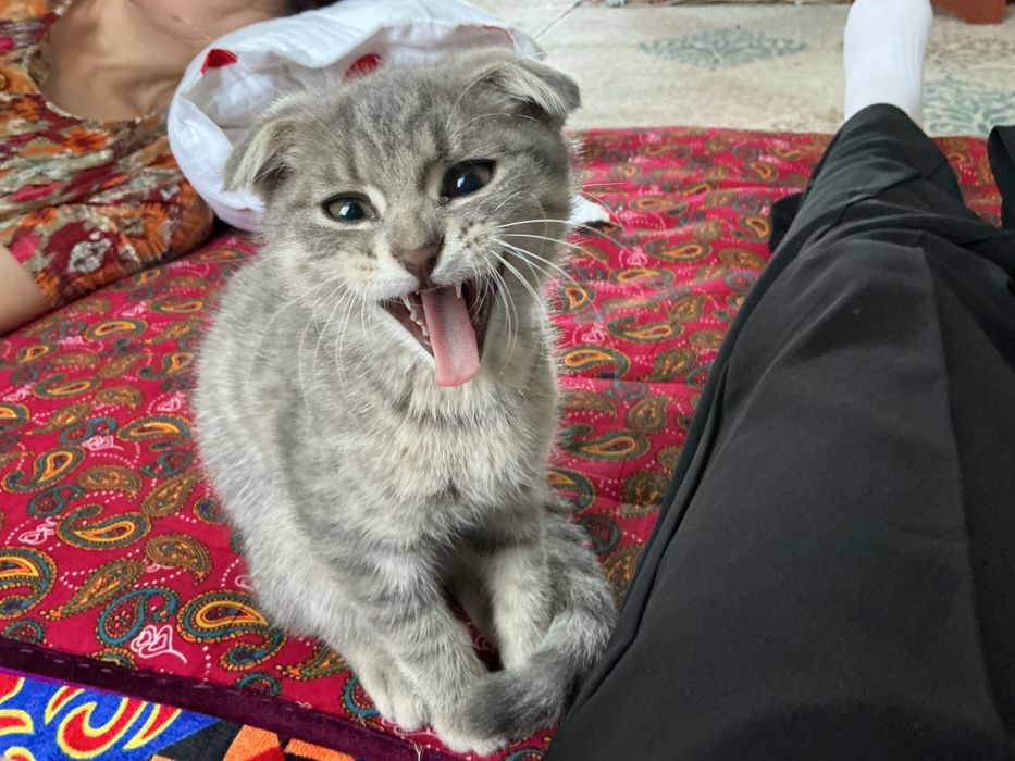Кошка шотланка сатылады