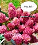 Продам гортензии