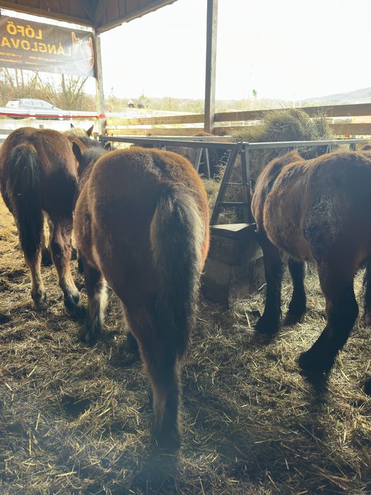 Armăsar și iapă mânji