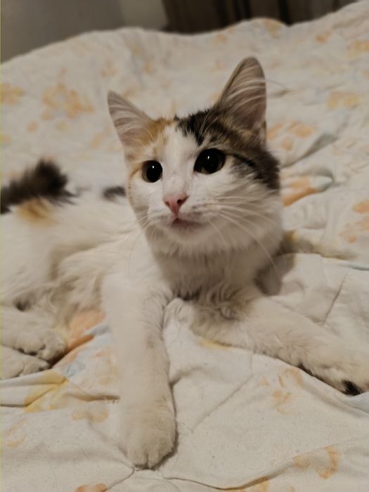 Отдам котенка девочку